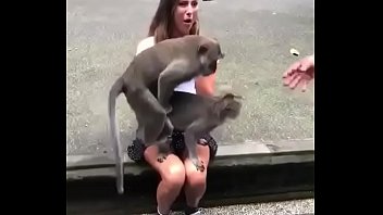 Monkey's sex in public place