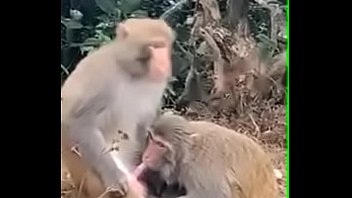 Monkey sucking penis ( who taught them... )
